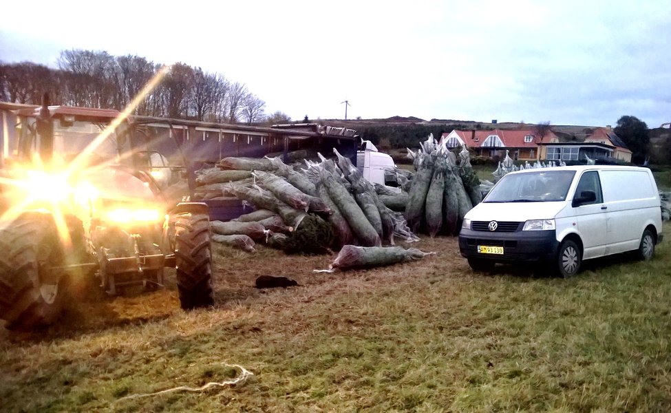 www.knebelstrandgaard.com Production of Danish  Christmas trees 3