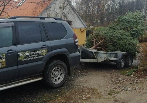 www.knebelstrandgaard.com Salg og levering af store juletræer